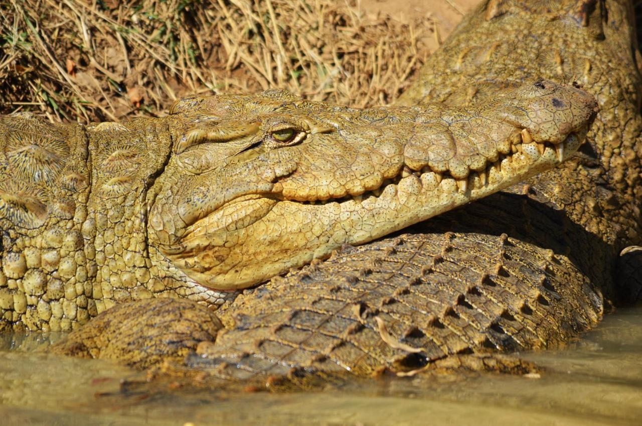 Crocodile Pools River Safaris 哈博罗内 外观 照片